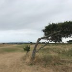 Crooked Tree